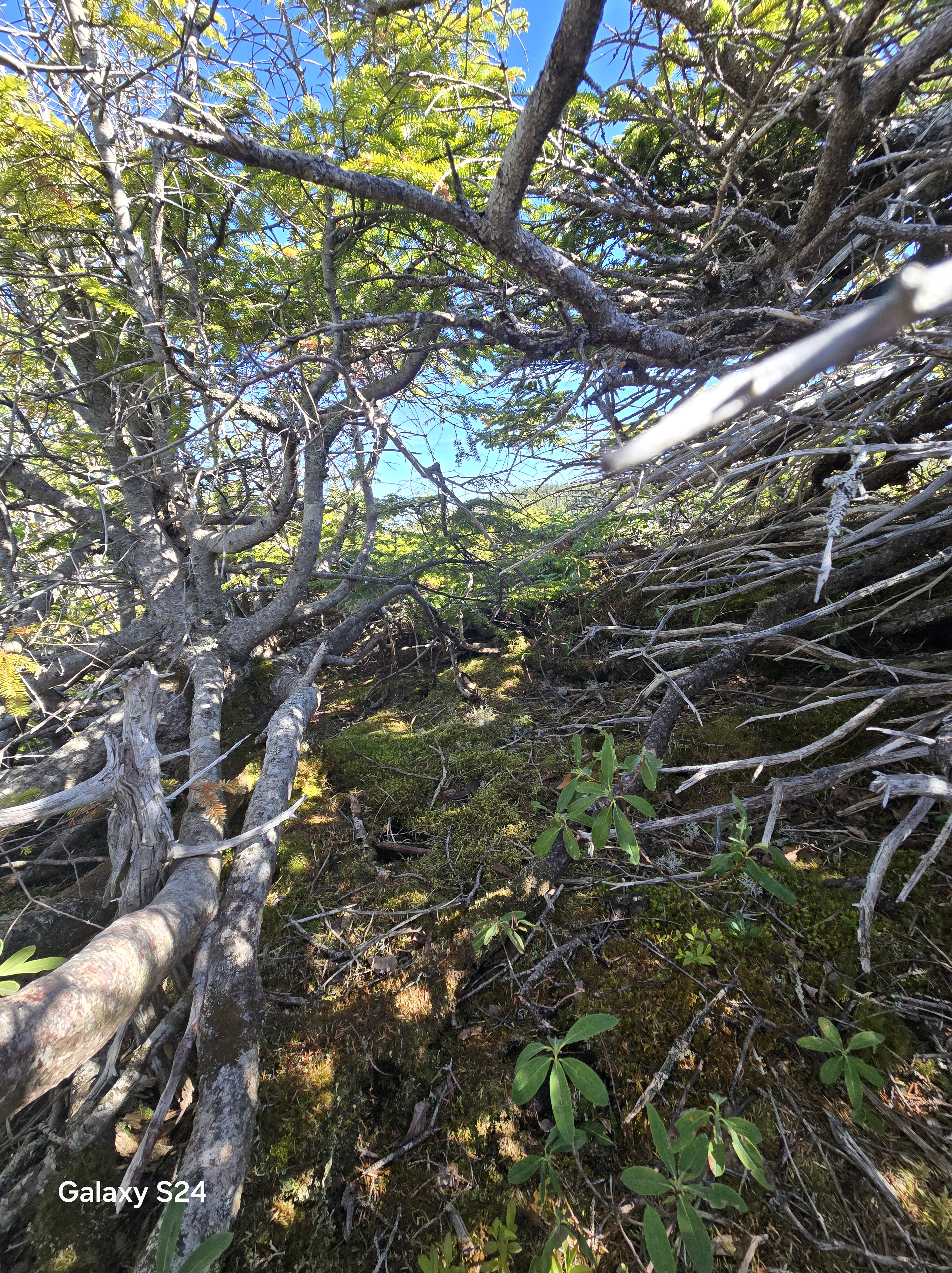 What is a Tree?